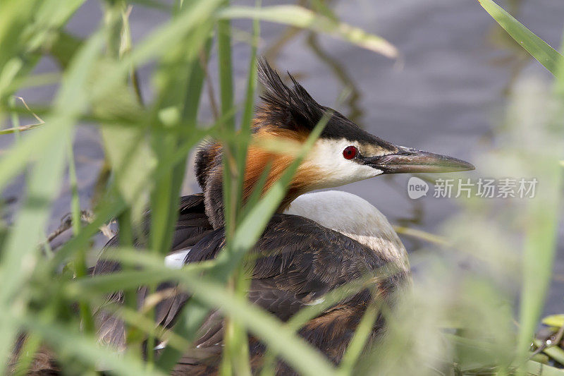 大冠毛鸊鹈(Podiceps cristatus)繁殖